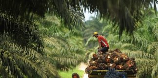 Pekerja mengangkut sawit ke dalam truk di kawasan perkebunan sawit PT Wanasawit Subur Lestari 2, Kalimantan Tengah, Sabtu (19/12). Kamar Dagang dan Industri (KADIN) meminta Otoritas Jasa dan Keuangan mengevaluasi kebijakan tentang Bank Berkelanjutan yang rencananya dimulai Januari 2016 karena dinilai mempersulit perusahaan sawit memperoleh kredit atau pembiayaan perbankan. ANTARA FOTO/Puspa Perwitasari/aww/15.